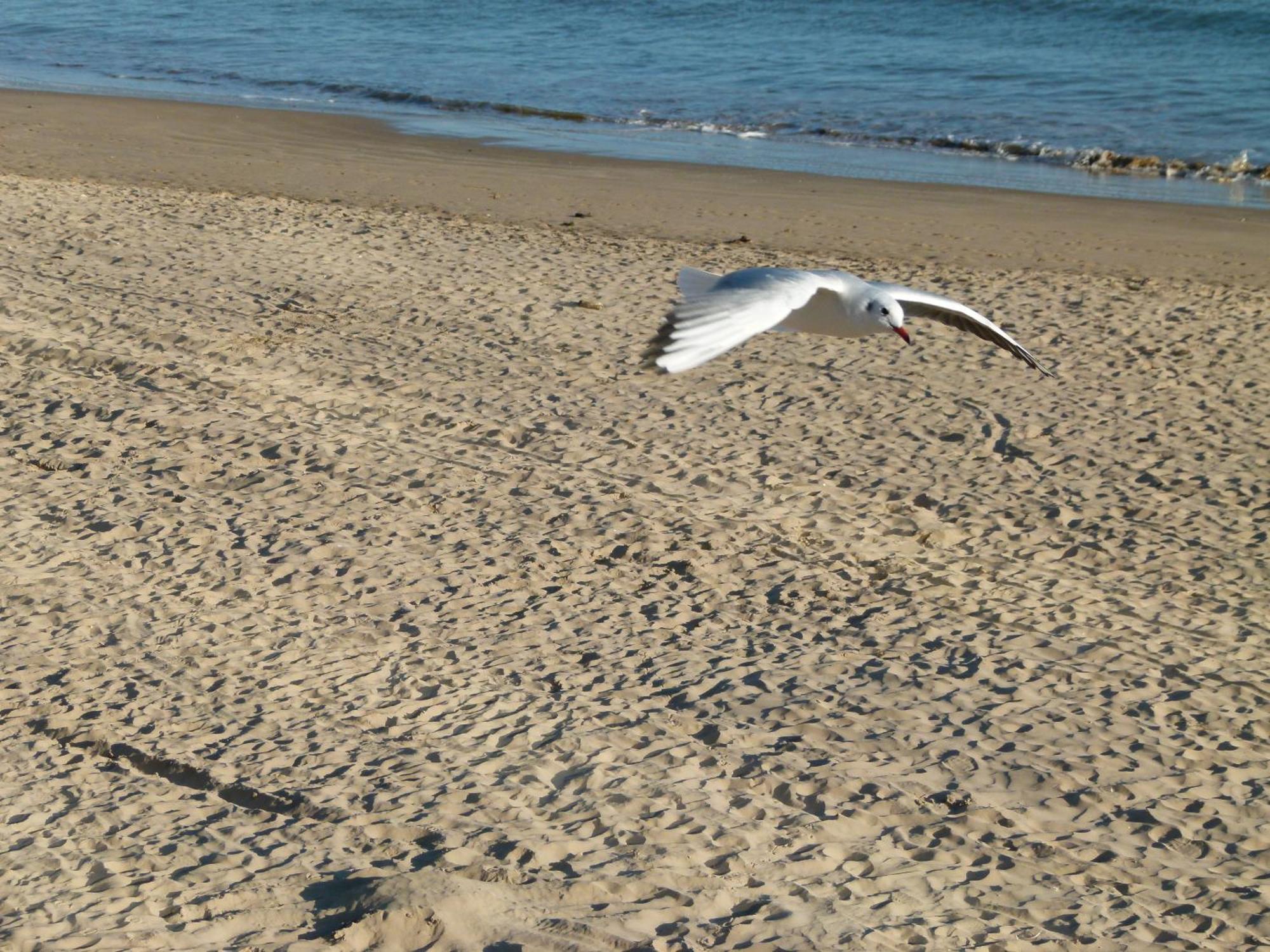 Front De Sables D'olonne *